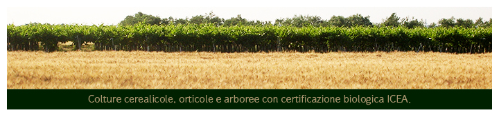 Azienda agricola Ciuffreda - Campo di grano con vite e ulivi